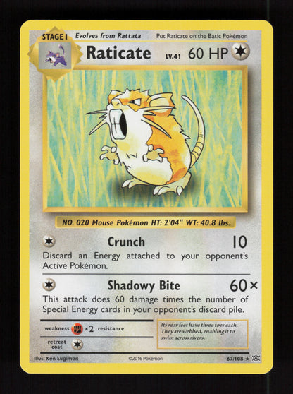 Raticate 67/108  – XY Evolutions